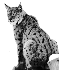 A black and white picture of a lynx facing left