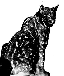 A black and white picture of a lynx facing right